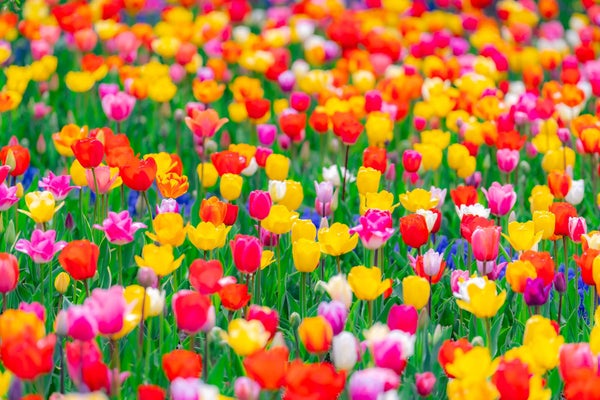 『春爛漫!ネモフィラ・藤・富士芝桜・ツツジ・チューリップ・パンジー・菜の花 5つの関東花名所めぐり 3日間』【赤池・豊田出発】1